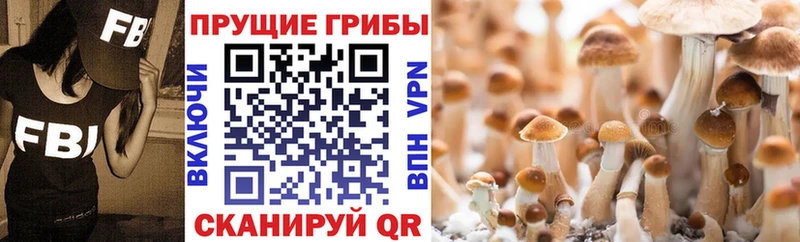 Псилоцибиновые грибы Magic Shrooms  где можно купить   Тайшет 
